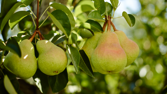 Fresh Pear