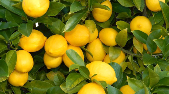 Fresh lemon